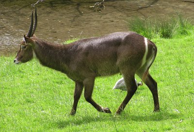 Antilope sing sing