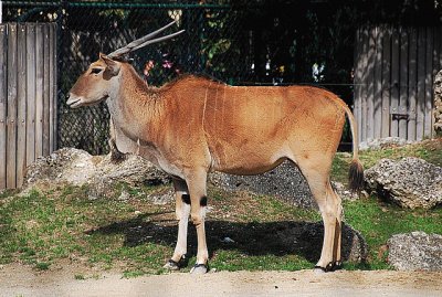 Antilope alcina