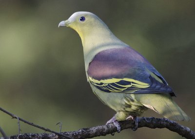 Piccione verde frontegrigia