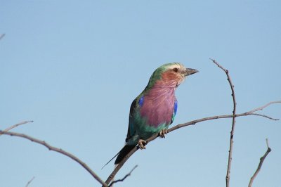 Uccello della namibia