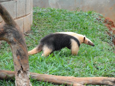 Tamandua