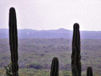 Paisaje yucateco.