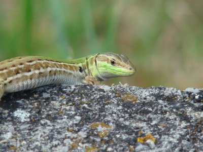 LÃ©zard vert