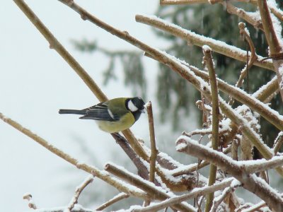 MÃ©sange charbonniÃ¨re