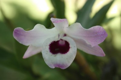 orquidea