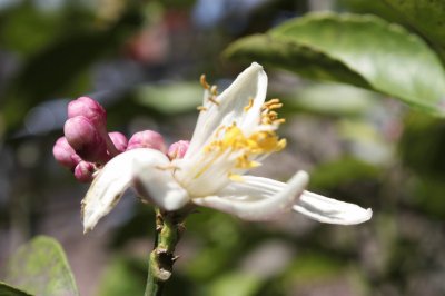 flor de naranjo