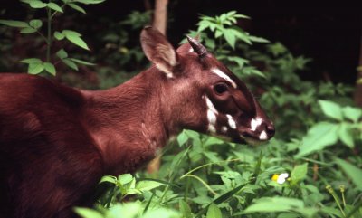 Saola