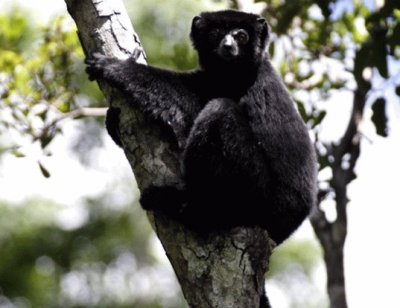 Sifaka di pierrer