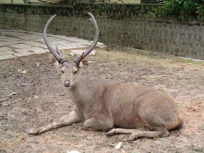 Sambar indiano