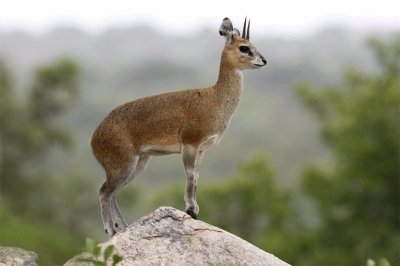 Antilope saltarupi