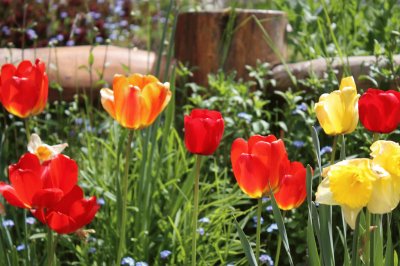 Tulipanes en el jardÃ­n