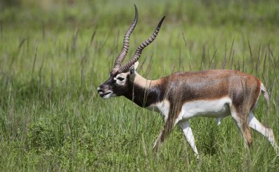 Antilope cervicapra