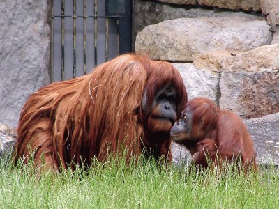 Orango del borneo