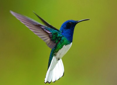 colibri