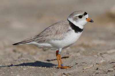 Charadrius