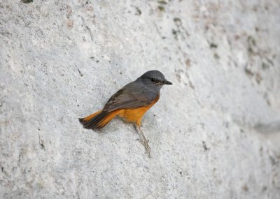 Codirossone di foresta