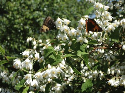 papillons