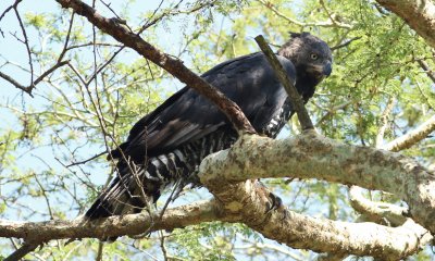 Aquila coronata