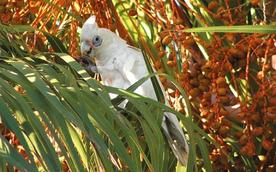 Corella occidentale