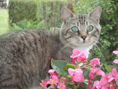 chat aux yeux verts