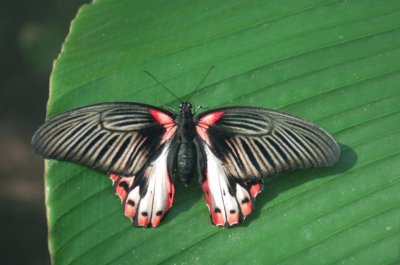 Papilio rumanzovia