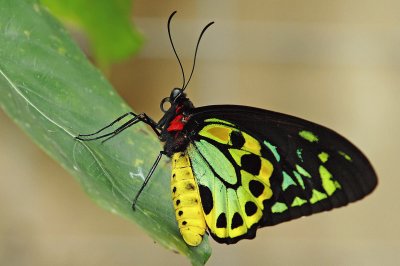 Cairns birdwing