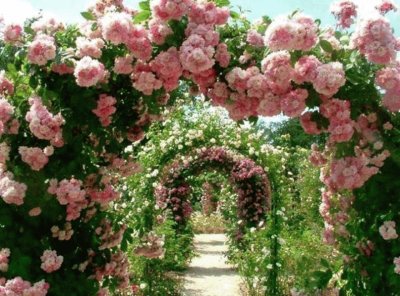 rose trellis