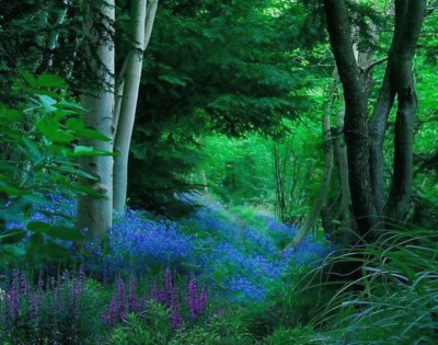 blue flowers