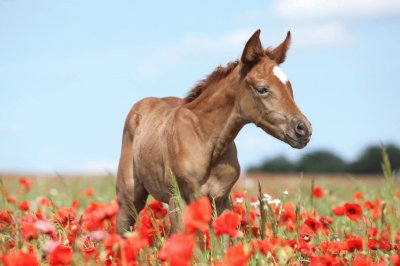 young foal