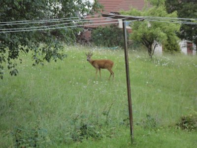 chevreuil dans mon prÃ©