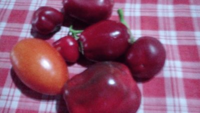 tomates y morrones de la huerta