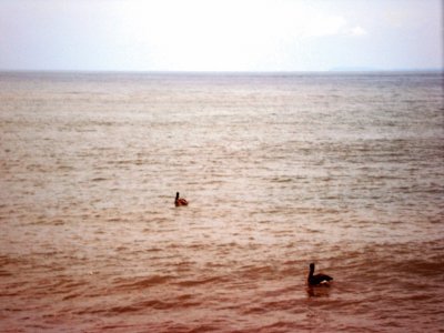 PelÃ­canos en Puerto Vallarta.