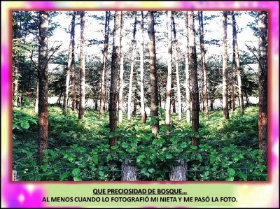 QUE PRECIOSIDAD DE BOSQUEâ€¦