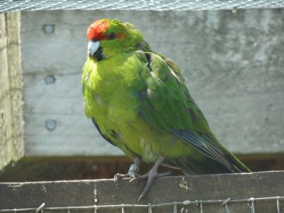 Kakariki fronterossa