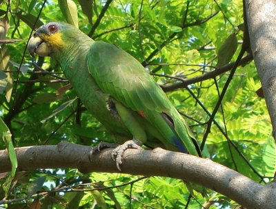 Amazona amazonica