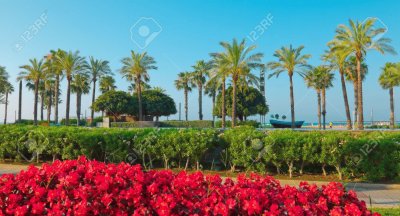 Beautiful Palm Trees-Salou, Spain