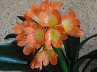 clivia