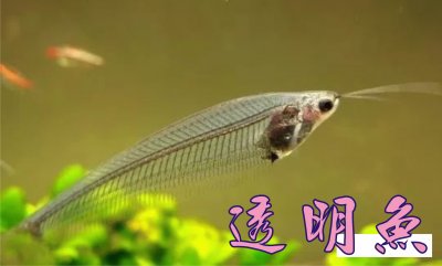 é€æ˜Žé­š