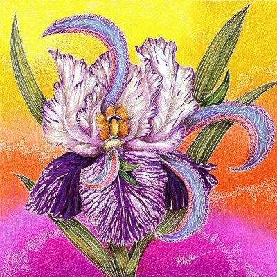 Paisley Iris