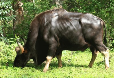 Bos gaur