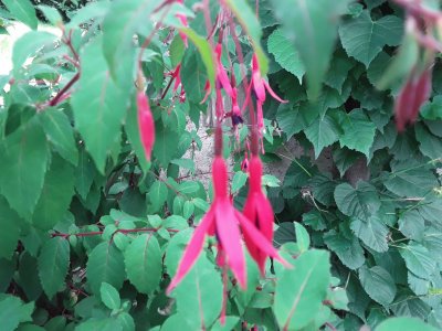 Fuschia