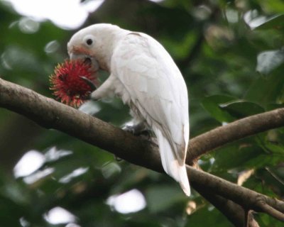 Cacatua goffiniana