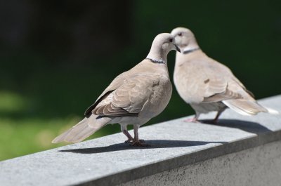 Taubenlieber