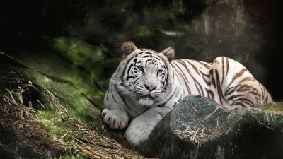 tigre blanco descansando