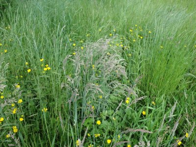 herbes folles