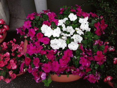 Impatiens