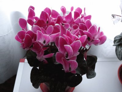 cyclamen