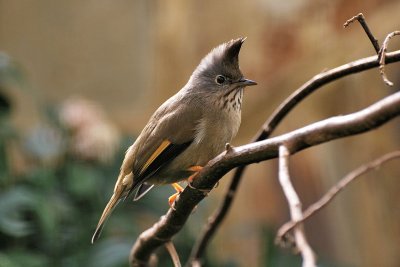 Yuhina