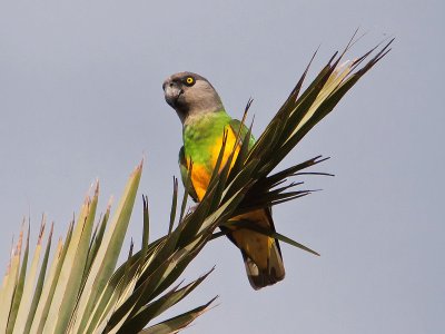 Pappagallo del senegal