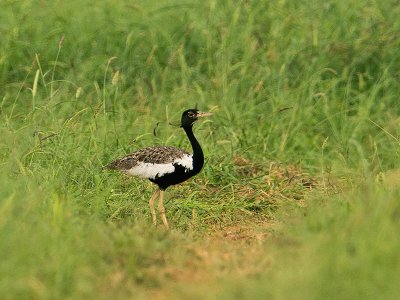 Florican del bengala